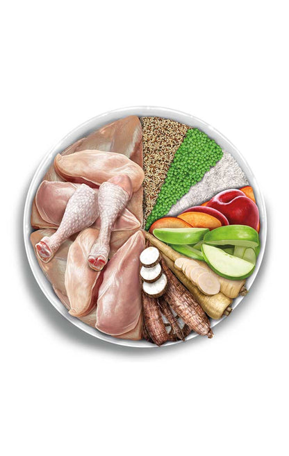 Adult large - Exquisite Chicken - Pollo fresco