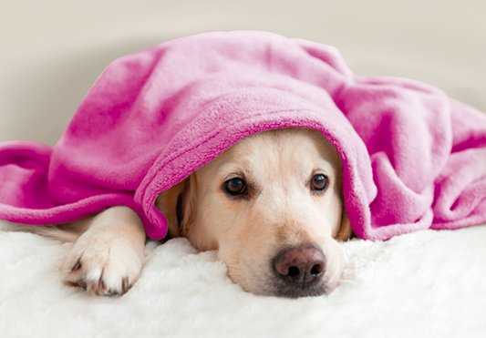 Coperta in pile